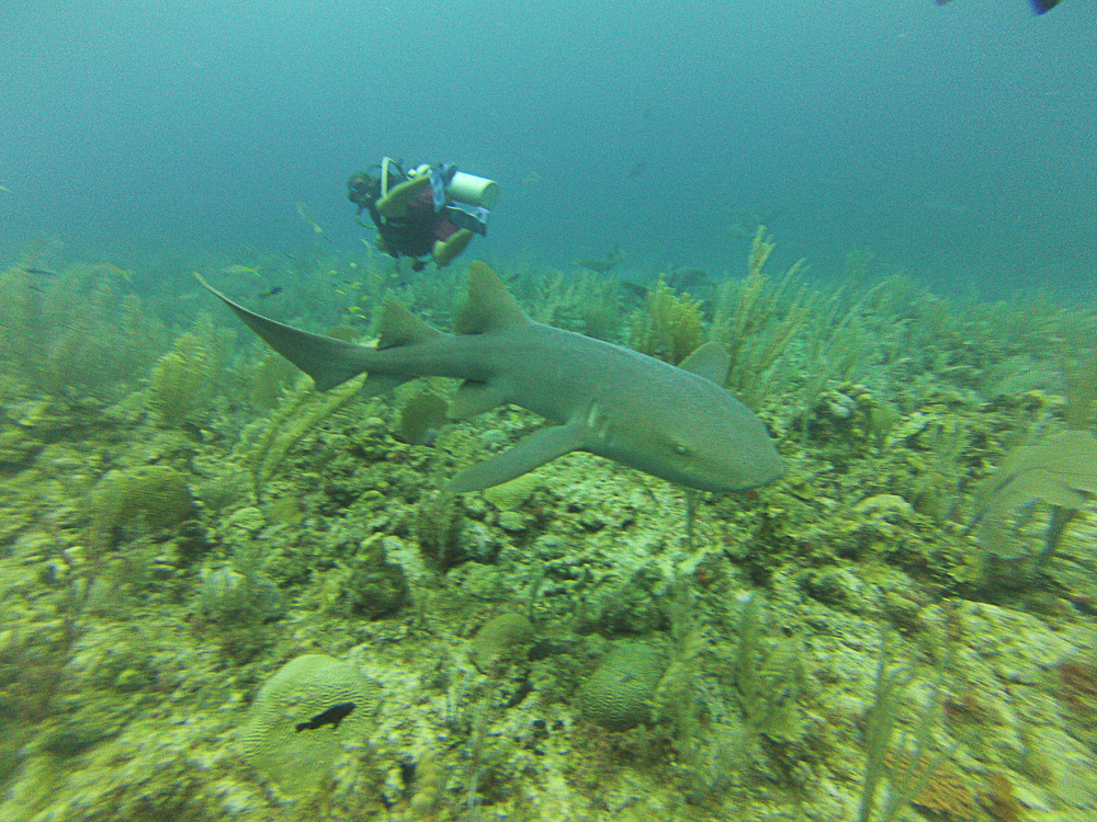 Caye Caulker