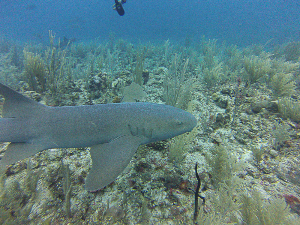 Caye Caulker