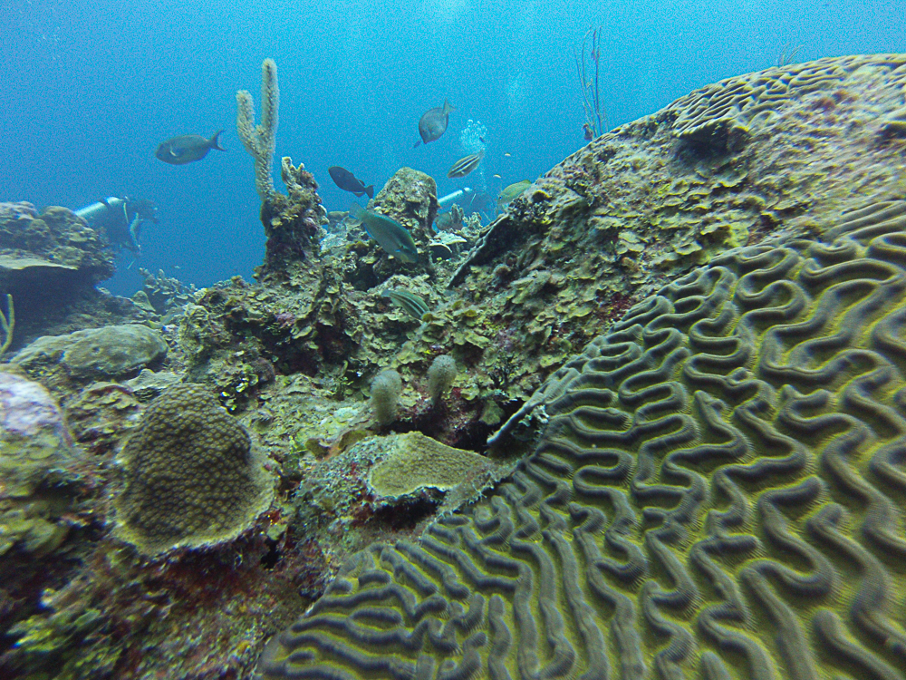 Caye Caulker