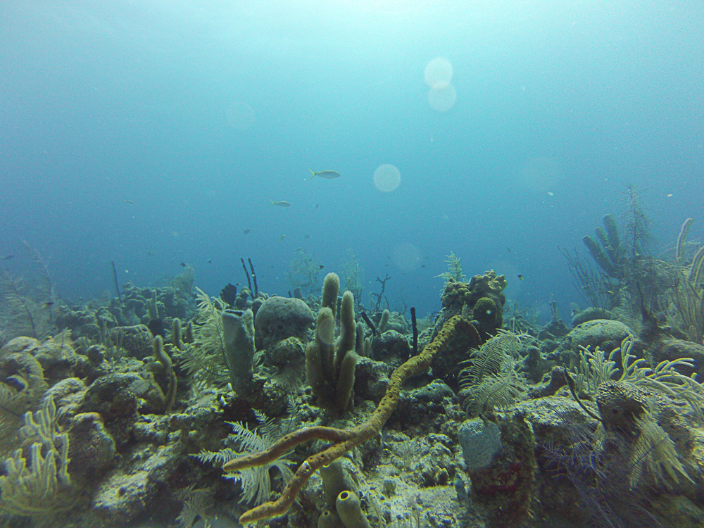 Caye Caulker