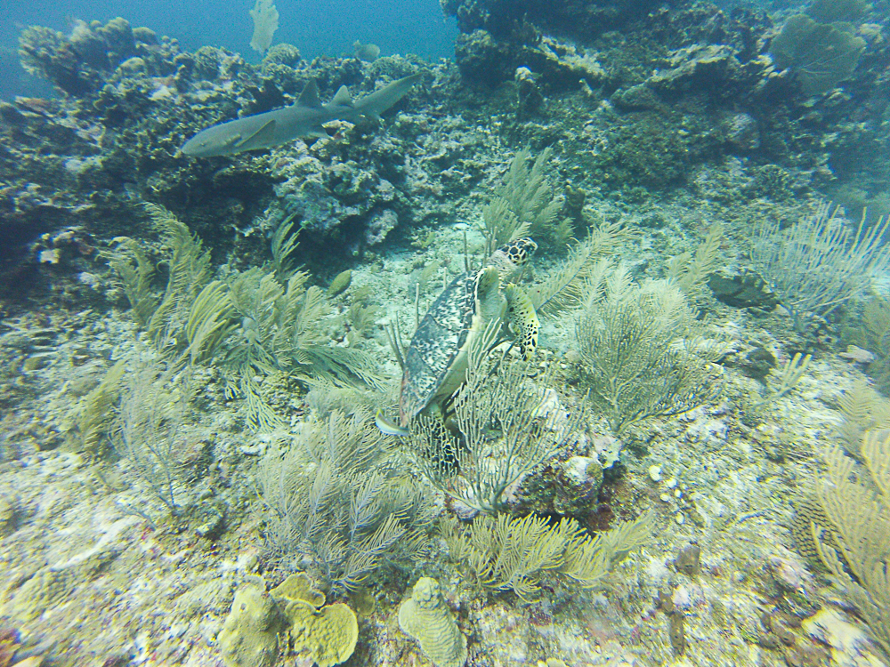 Caye Caulker