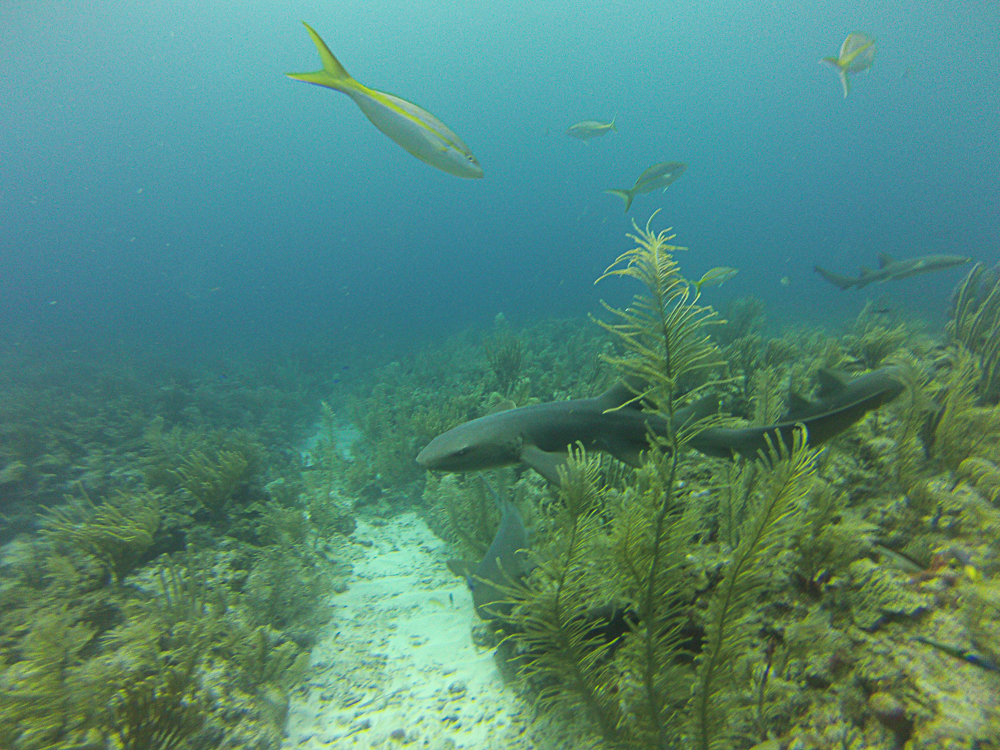 Caye Caulker