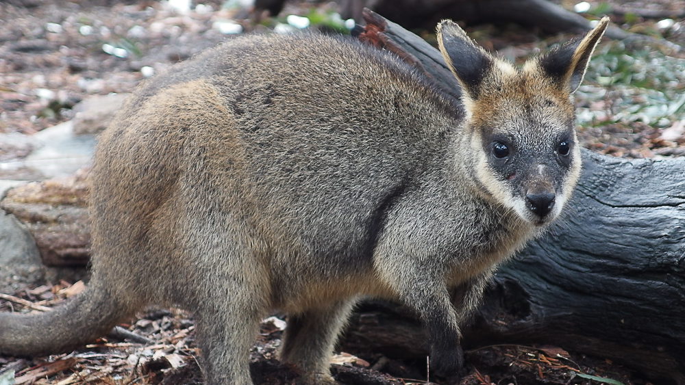 Australie