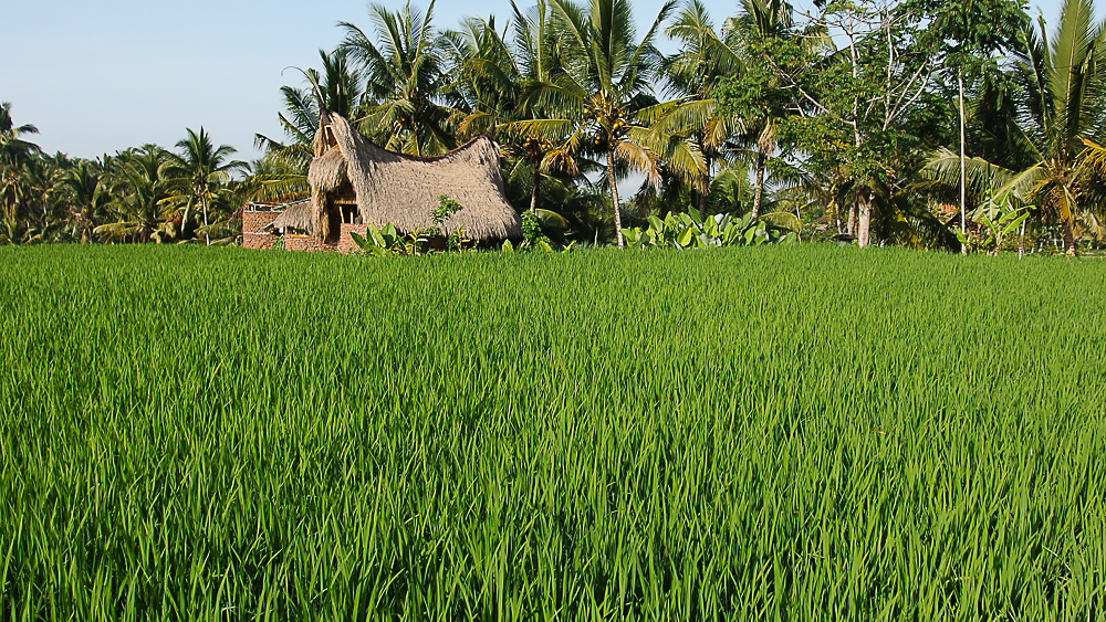 Ubud