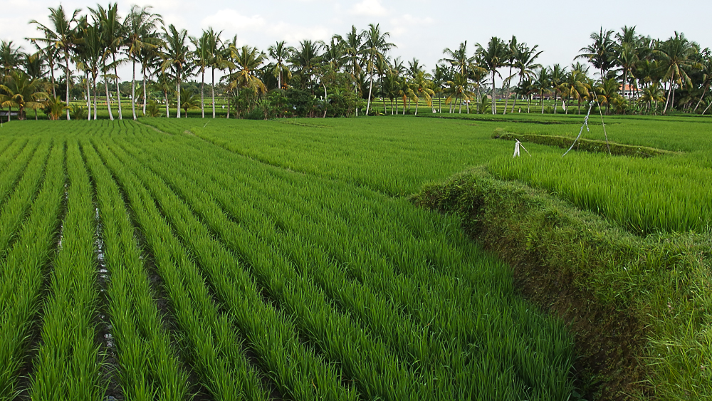 Ubud